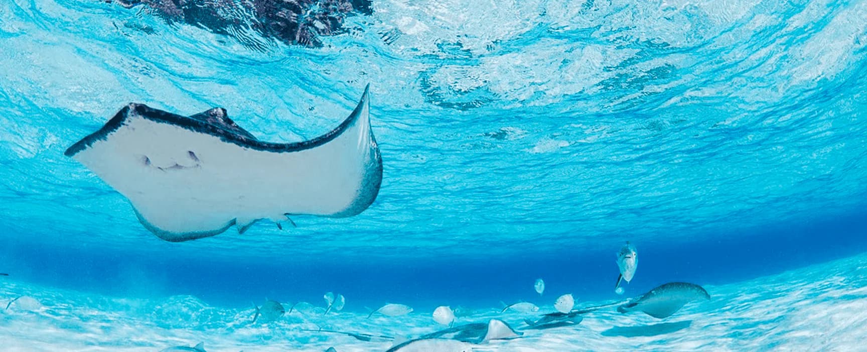 Cocos Island Dive Expedition 2027