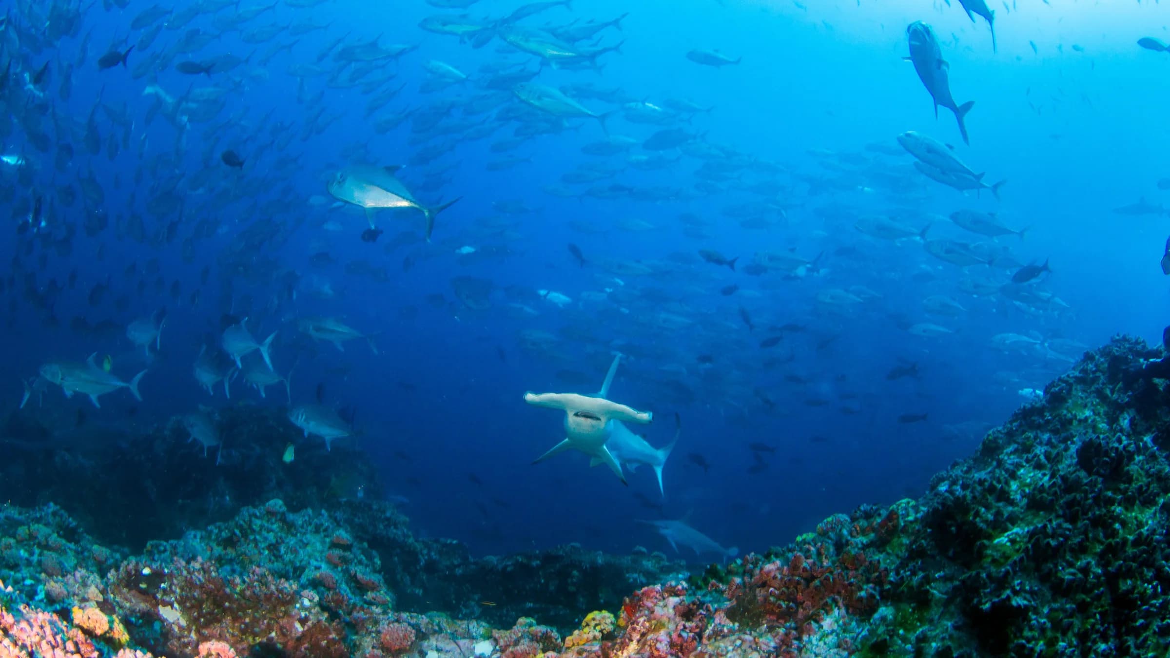 Cocos Island Dive Expedition 2027